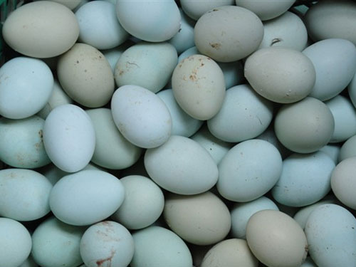  绿壳鸡蛋