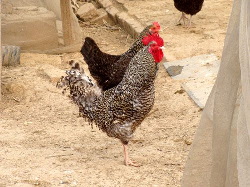 如何通过管理芦花鸡营养增加经济效益?