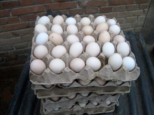 给芦花鸡补钙促进产蛋率