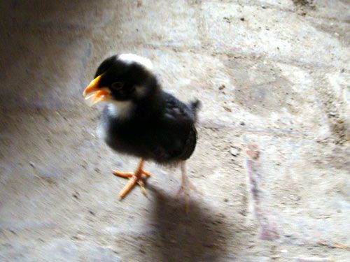 树叶做芦花鸡饲料的营养价值