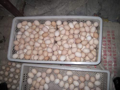 芦花鸡养殖户如何对鸡舍进行整顿