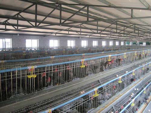 芦花鸡养殖场讲解鸡群夏季防暑降温的措施