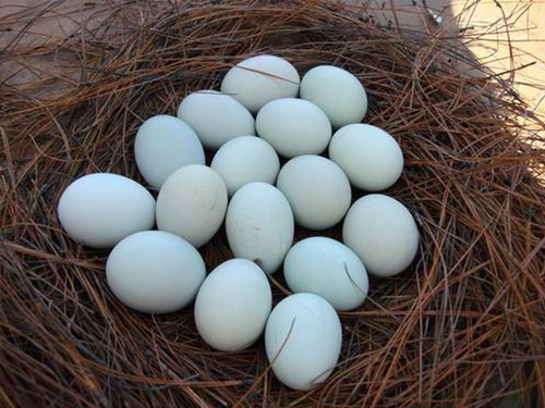 芦花鸡蛋的营养成分和特点