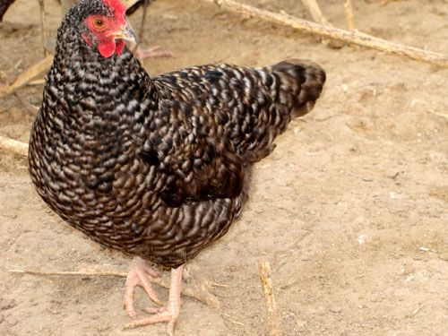 养殖汶上芦花鸡节省饲料的方法？