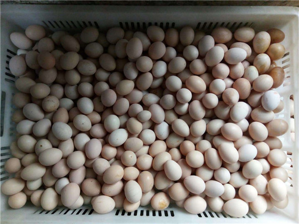  鸡蛋